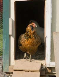 Having Your Own Poultry House